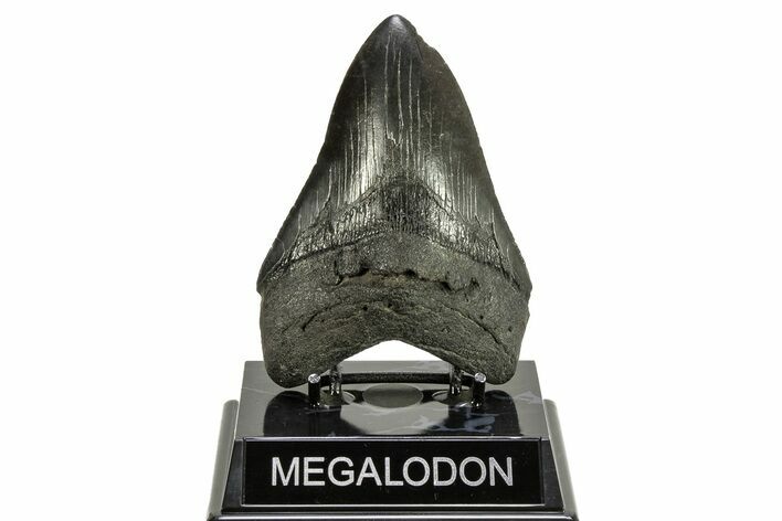 Fossil Megalodon Tooth - South Carolina #264546
